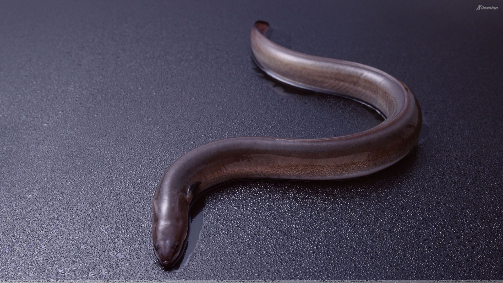 Brown Snake On Wet Floor